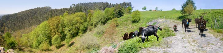 foto panorámica de nuestras cabras pastando.